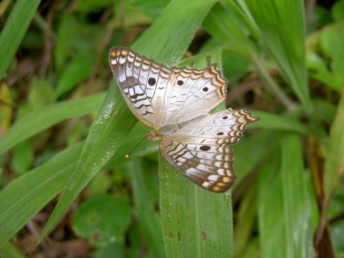 papillon