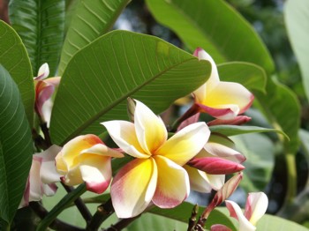 Plumeria rubra