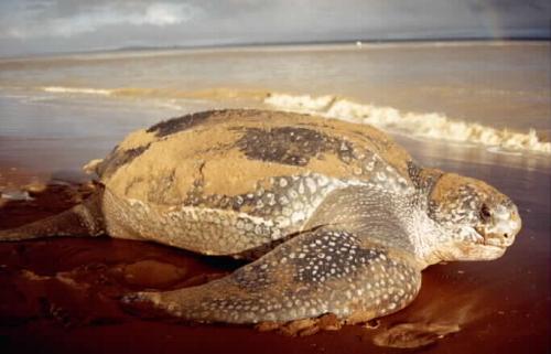 Dermochelys coriacea