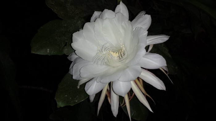 Epiphyllum oxypetalum