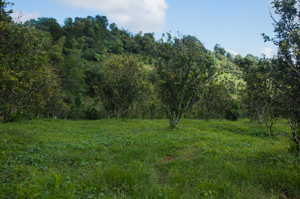 Savane