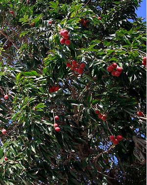 Litchi chinensis