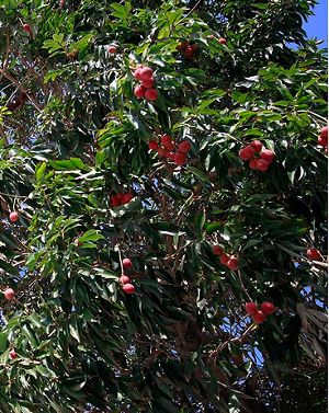 Litchi chinensis