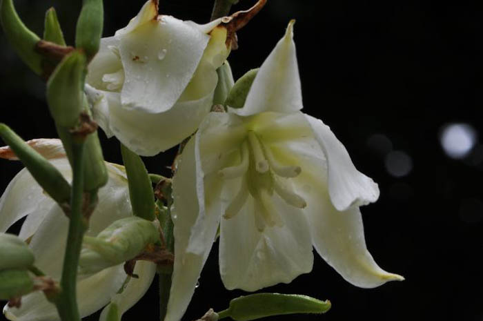 Yucca filamentosa