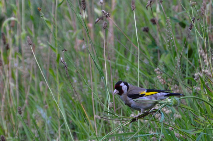 Carduelis carduelis