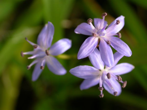 Scilla bifolia