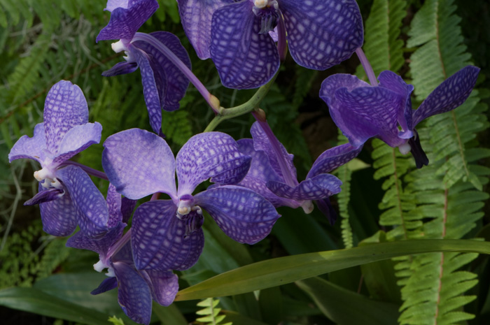 Spathoglottis plicata