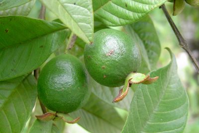 Psidium guyava