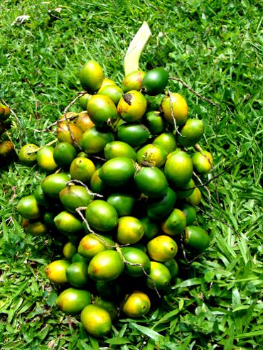 Bactris gasipæs