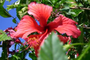 Hibiscus