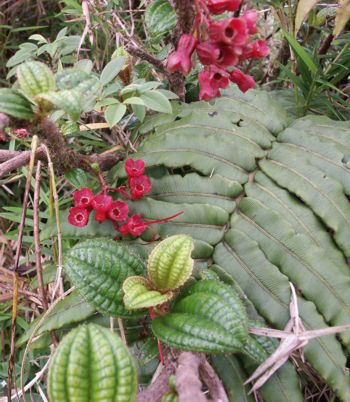 Biodiversit&eacute; sur la Montagne Pel&eacute;e.