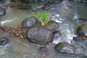 Rivière Martinique