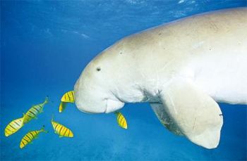 Dugong