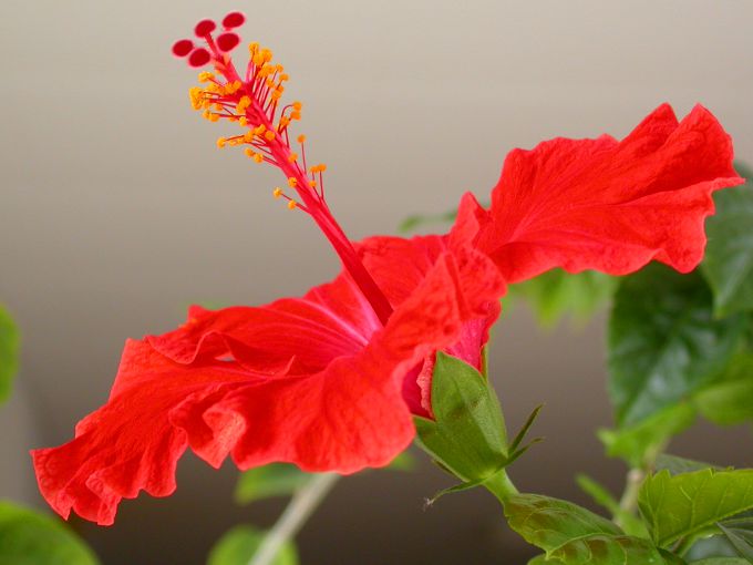 Hibiscus