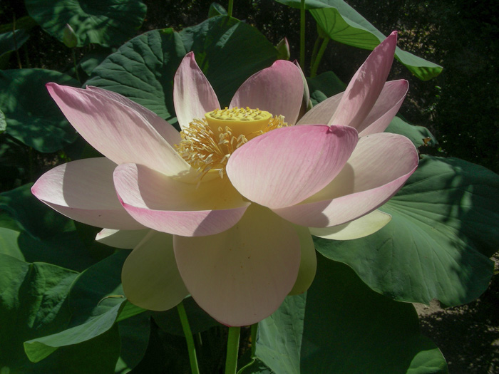 Nelumbo nocifera