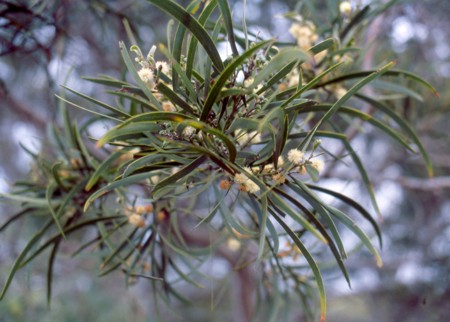 Acacia heterophylla