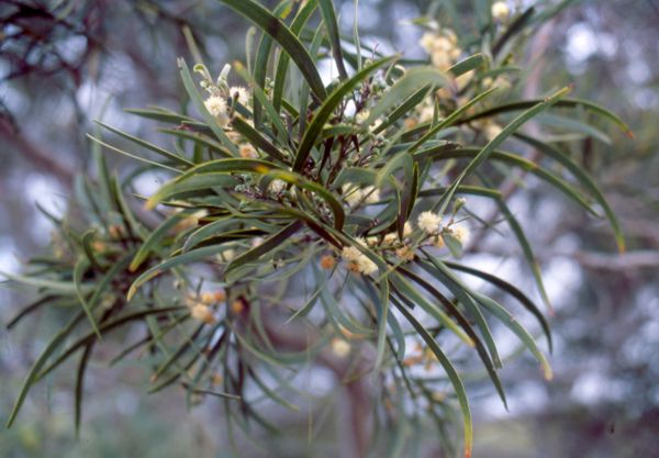 Acacia heterophylla