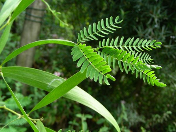 Acacia heterophylla