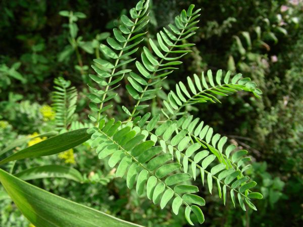 Acacia heterophylla