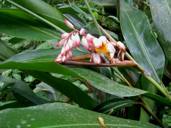 Alpinia zerumbet