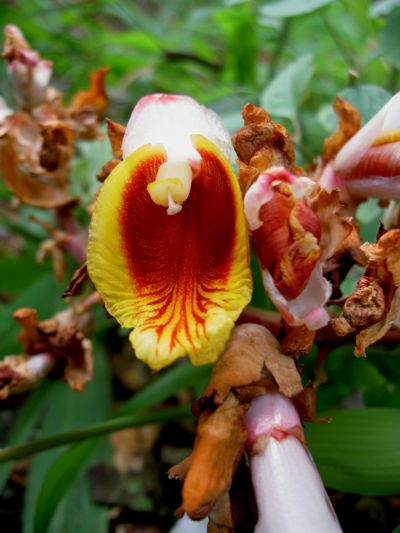 Alpinia zerumbet