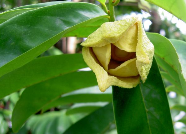 Annona muricata