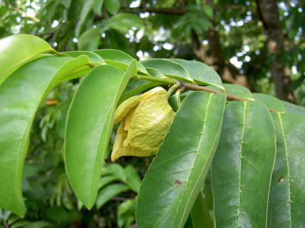 Annona muricata