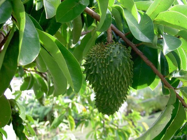 Annona muricata