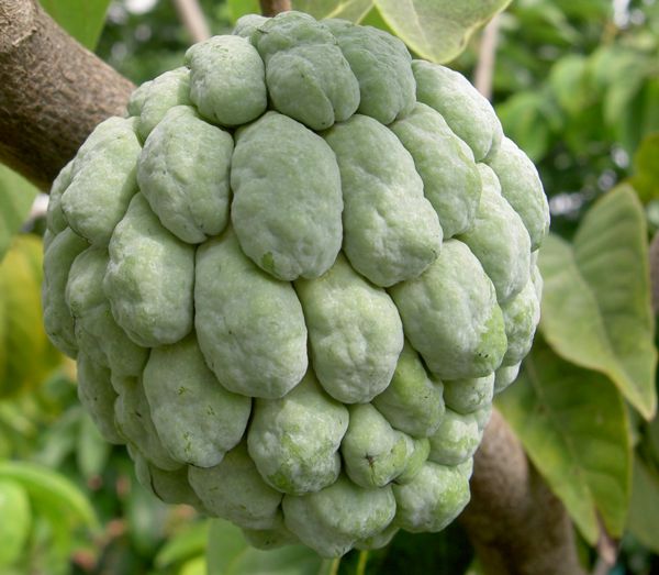 Annona squamosa