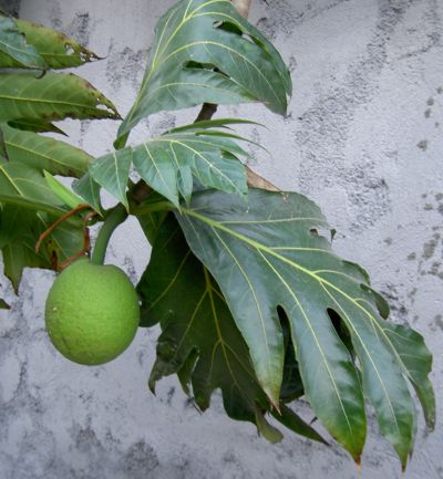 Artocarpus altilis 