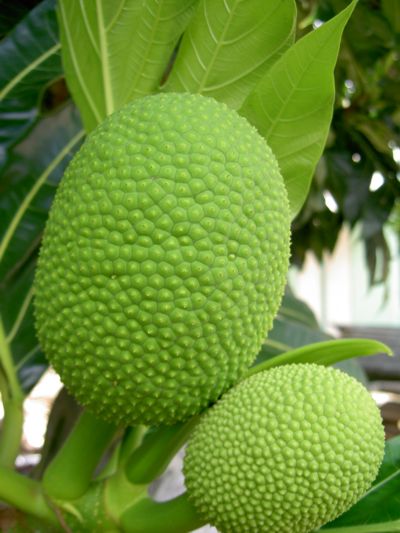 Artocarpus altilis 