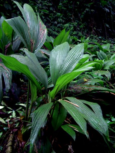 Asplundia insignis