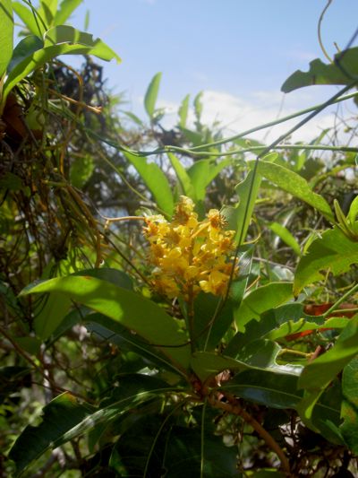 Byrsonima spicata