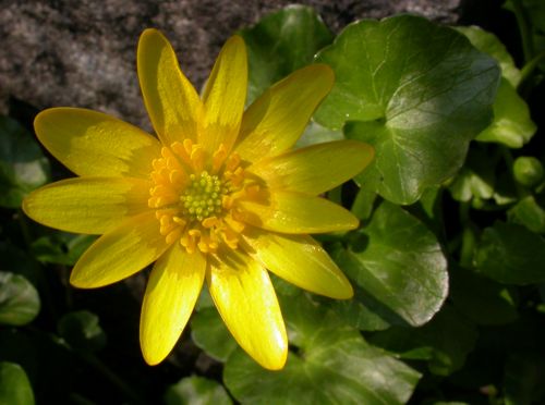 Caltha palustris