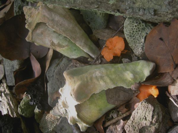 Cantharellus cinnabarinus