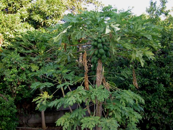 Carica papaya