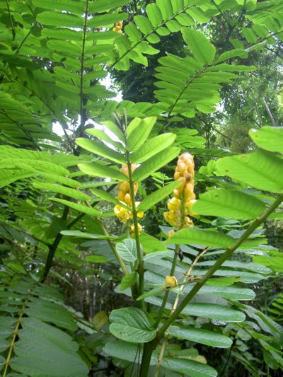 Cassia alata
