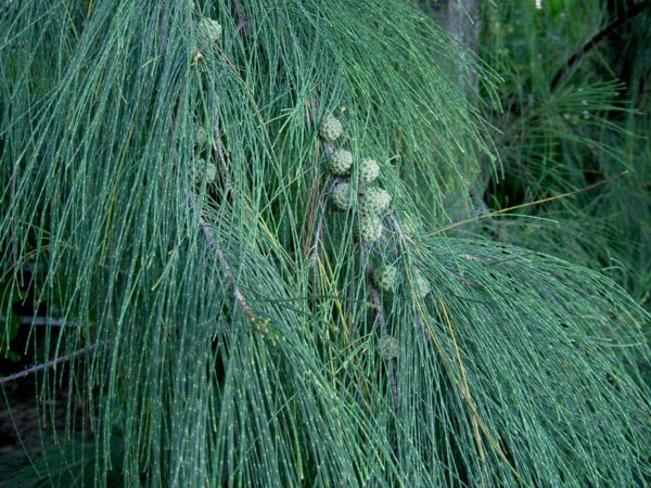 Casuarina equisetifolia