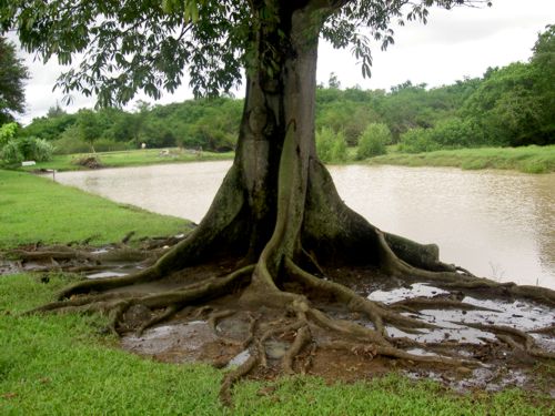 Ceiba pentandra