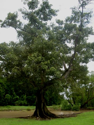 Ceiba pentandra