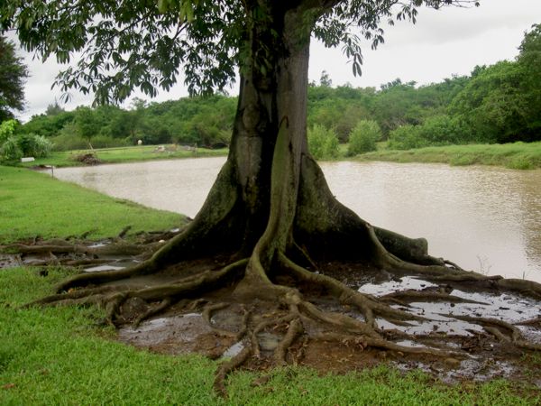 Ceiba pentandra