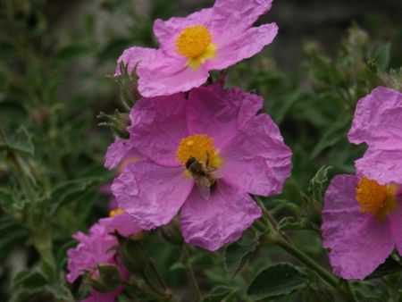 Cistus creticus