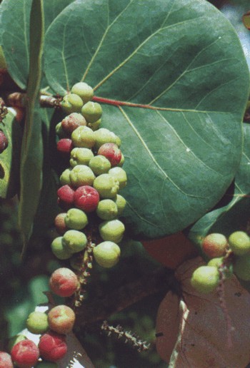 Coccoloba uvifera
