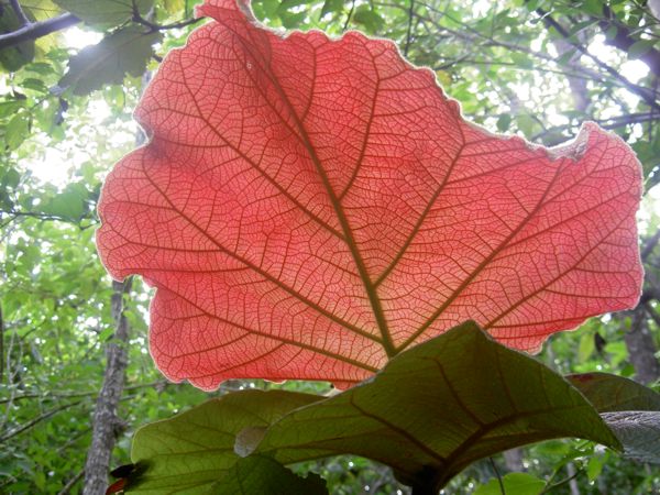 Coccoloba pubescens