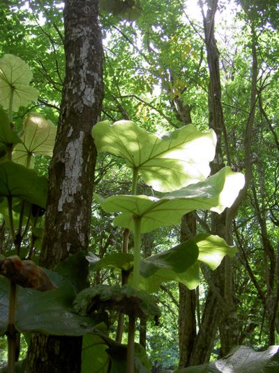 Coccoloba pubescens