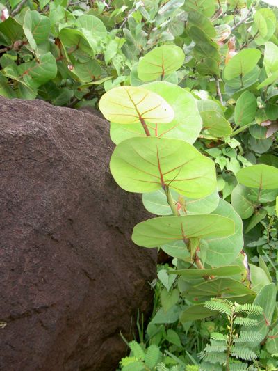 Coccoloba uvifera
