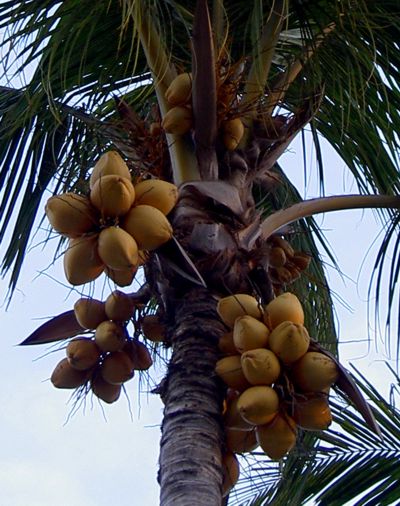 Cocos nucifera