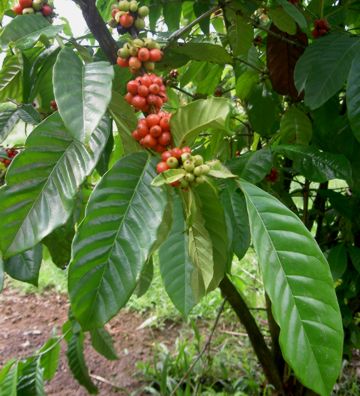 Coffea arabica