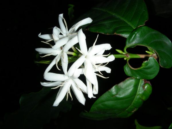 Coffea arabica