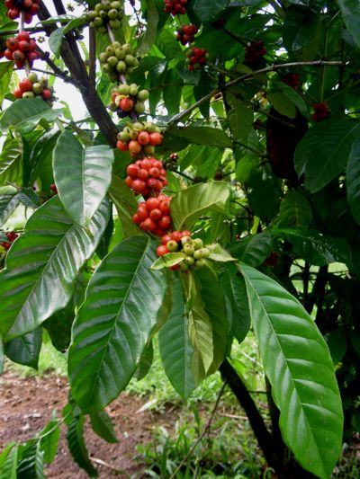 Coffea arabica